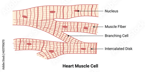 Heart Muscle Cell Design Illustration photo