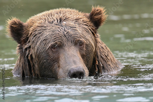 A large male Brown Bear (Ursus arctos) searches for  sockeye salmon in Crescent Lake, in the heart of the Chigmit Mountains, part of Lake Clark National Park and Preserve, Alaska. photo