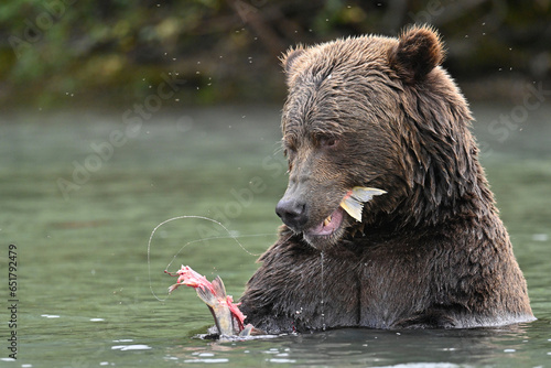 A large male Brown Bear (Ursus arctos) feasts on sockeye salmon in Crescent Lake, in the heart of the Chigmit Mountains, part of Lake Clark National Park and Preserve, Alaska. photo