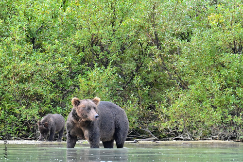 A mother Brown Bear fishes for sockeye salmon while her cubs explore the banks of Crescent Lake, in the heart of the Chigmit Mountains, part of Lake Clark National Park and Preserve, Alaska. photo