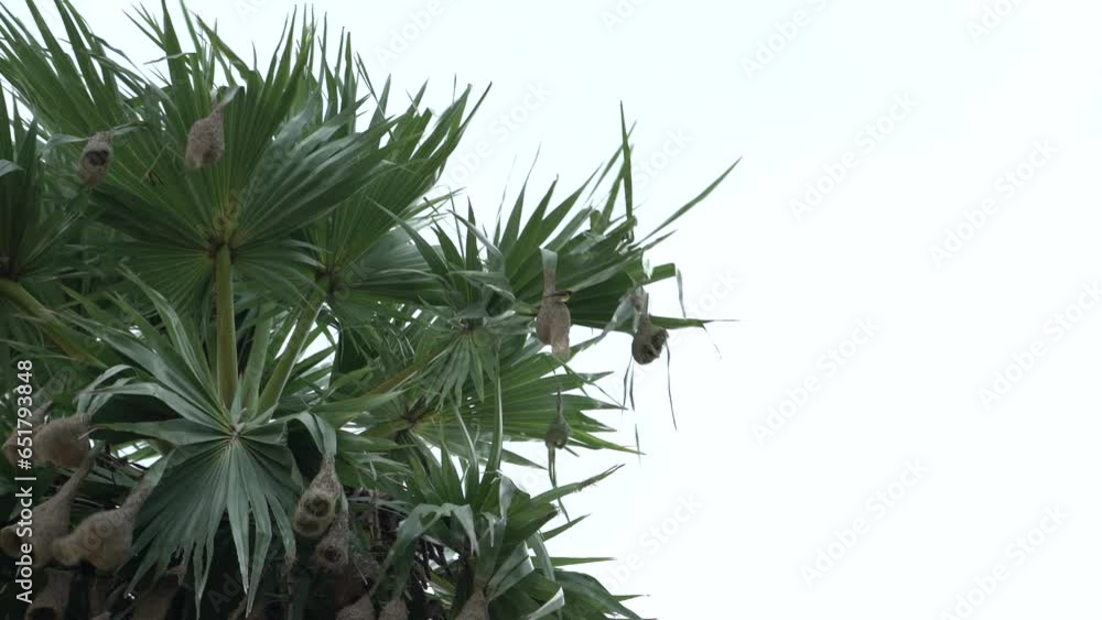 Baya Weaver Bird Nest,close up view Baya Weaver Bird Nest,close up view