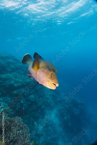 Cheilinus undulatus, maori wrasse humphead fish in australia