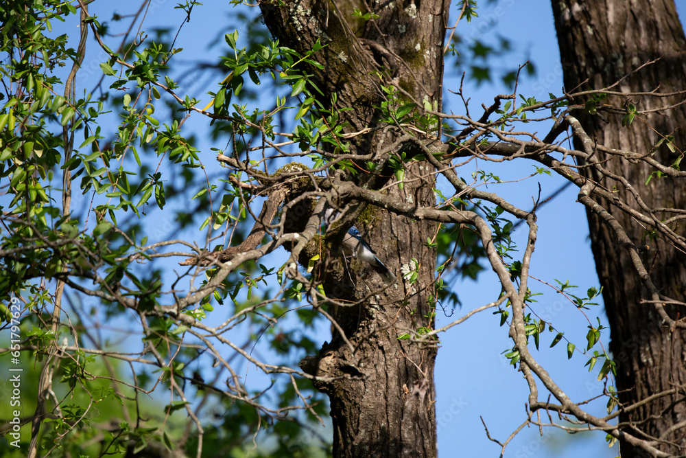 Fototapeta premium Hidden Blue Jay
