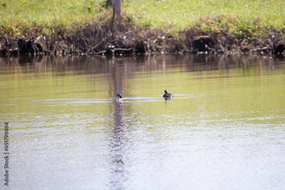 Pair of Pied-Billed Grebes Pair of Pied-Billed Grebes