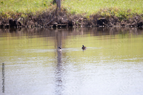 Pair of Pied-Billed Grebes