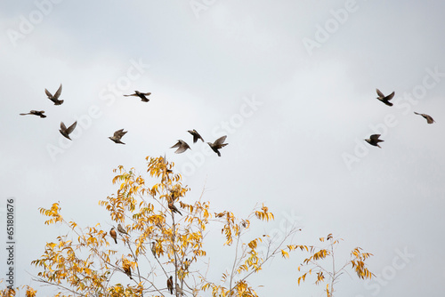 Starlings Flying Past Robins and Waxwings