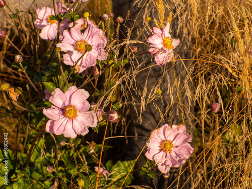 Anemone tomentosa Robustissima, or Grapeleaf Anemone in flower during the autumn photo