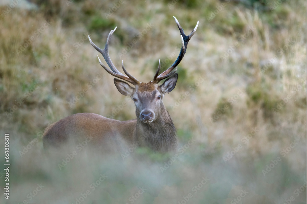 Wild european Red deer stag (Cervus elaphus) emerging from an alpine meadow during rutting season on a autum day in the italian alps Mountains.