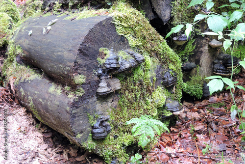 A cut and decaying wet tree trunk partially covered with green moss, bracket fungi growing on a decomposing tree trunk in a forest, litter on the ground photo