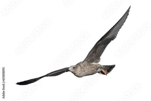 Young flying seagull, PNG