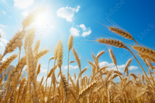 wheat field on a sunny day