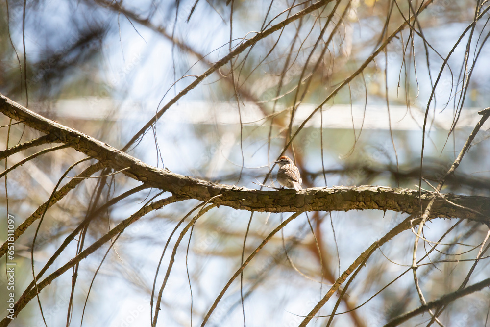 Chipping Sparrow Looking Chipping Sparrow Looking