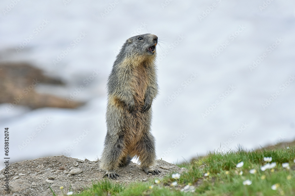 Cute alpine marmot or groundhog (Marmota marmota) standing on its leg in a snowy meadow with some grass and white flowers, wistling after ibernation on springtime, Alps Mountains, Italy.