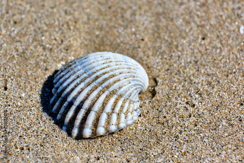 Macro detail of a single clam on the beach.