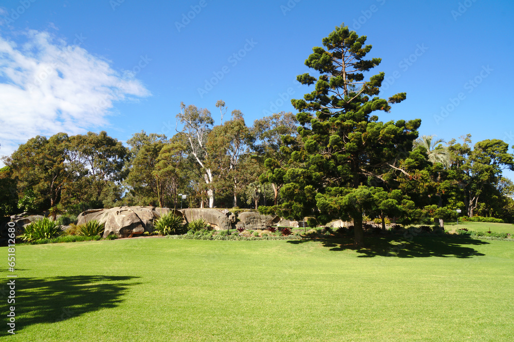 Landscape of Pine Tree and Garden in Royal Botanic Garden Sydney NSW Australia