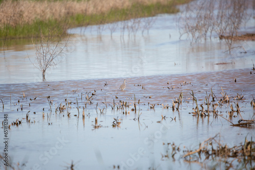 Greater Yellowlegs in a Marsh photo