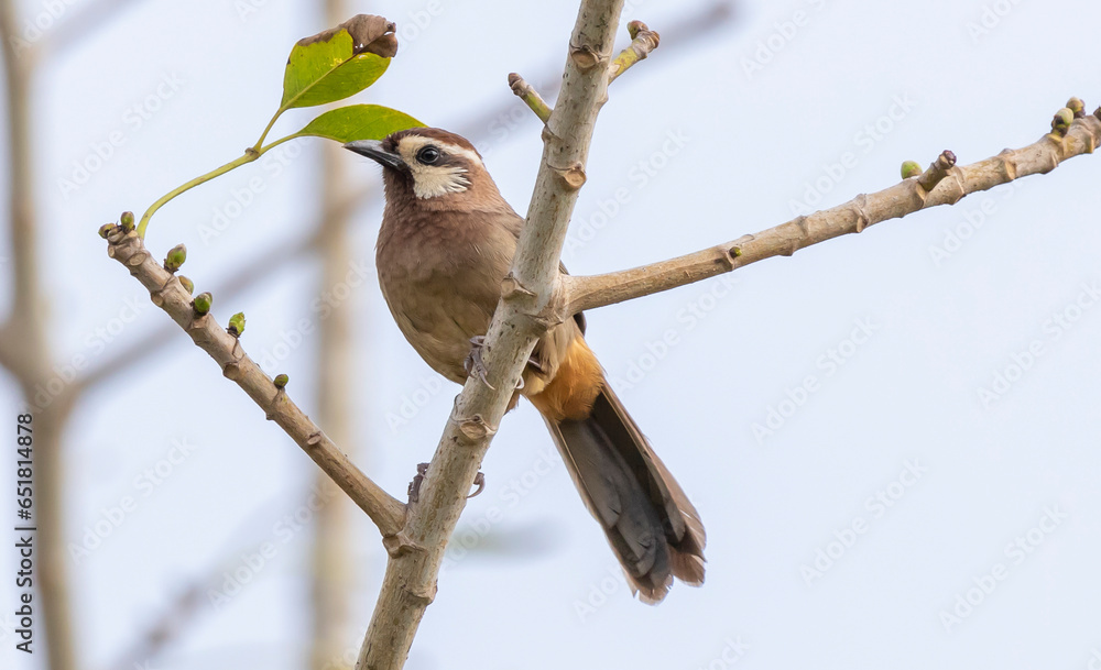 Naklejka premium white-browed laughingthrush bird sitting on a branch on a blurred natural background, Pterorhinus sannio
