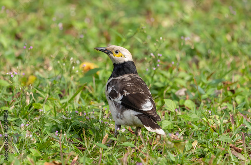 Black-collared starling bird on grassy ground on blurred natural background, Gracupica nigricollis