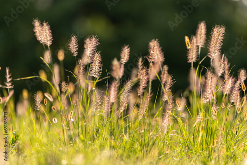 Chinese fountain grass during sunset on a black blurred background