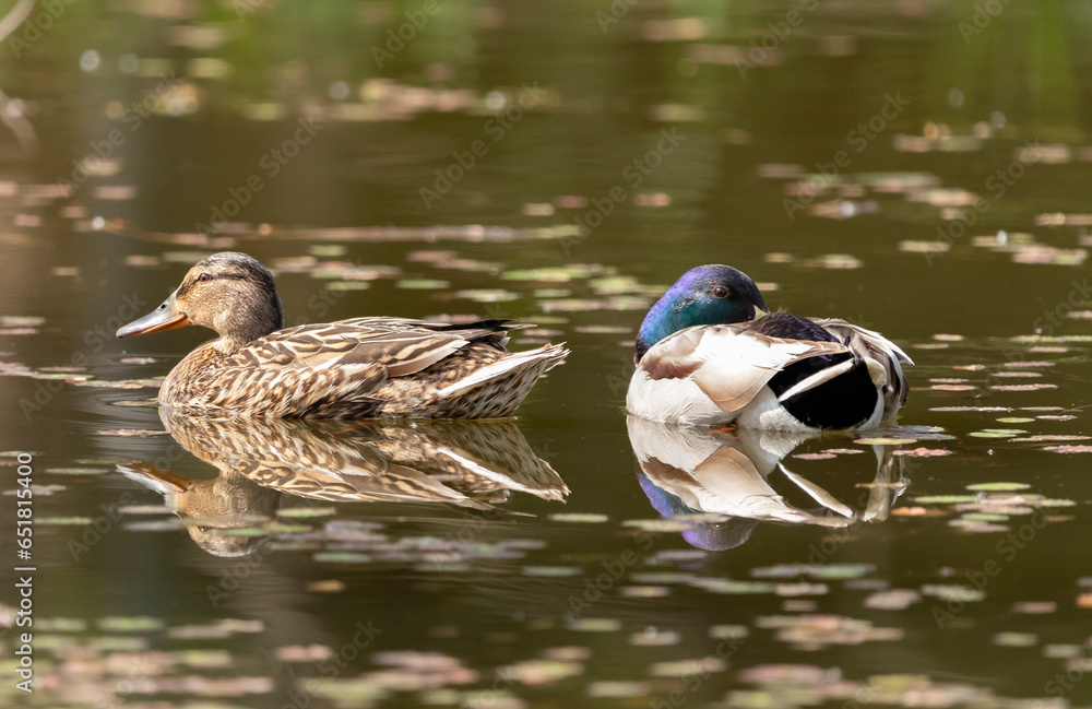 Fototapeta premium mallard, wild duck, male and female, on the surface of the water on a lake, Anas platyrhynchos