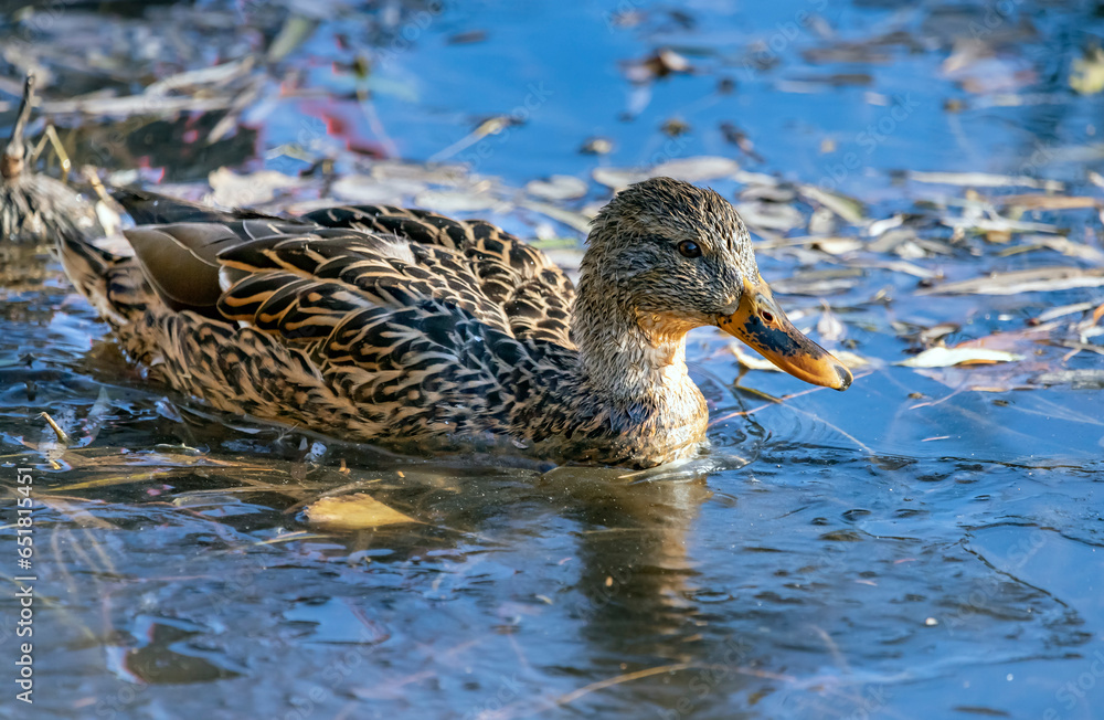 mallard, wild duck, female, on the surface of the water on a lake, Anas platyrhynchos mallard, wild duck, female, on the surface of the water on a lake, Anas platyrhynchos