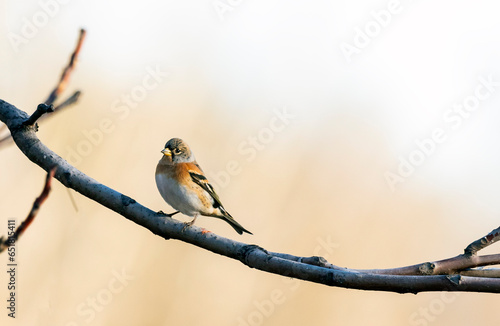 brambling bird sitting on a branch on a blurred natural background, Fringilla montifringilla