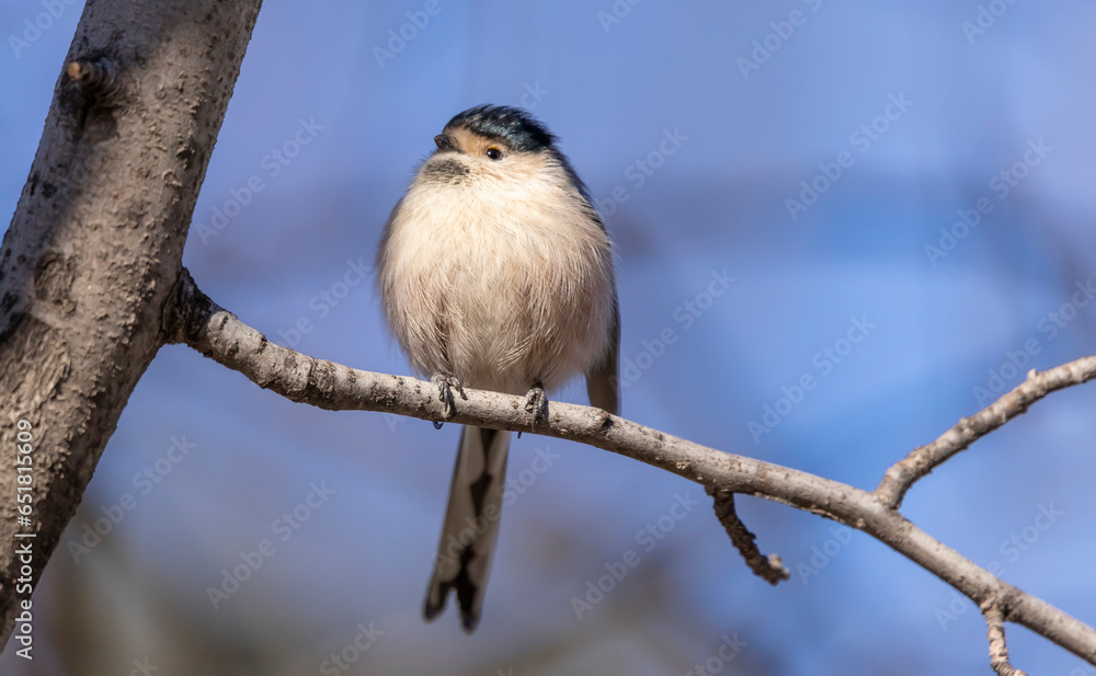 long-tailed tit bird sitting on a branch on a blurred natural background, Aegithalos caudatus long-tailed tit bird sitting on a branch on a blurred natural background, Aegithalos caudatus