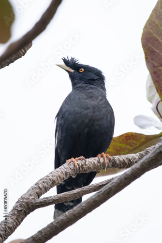 crested myna bird sitting on a branch on a blurred natural background, Acridotheres cristatellus