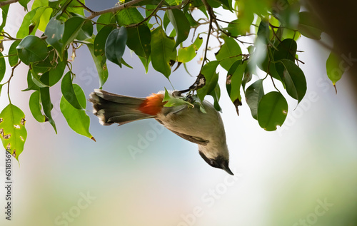 sooty-headed bulbul bird sitting upside down on a branch on blurred natural background, Pycnonotus aurigaster photo