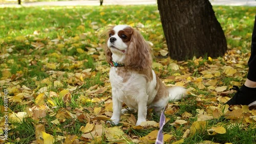 Portrait of a King Charles Spaniel puppy walking in the autumn park in the evening.