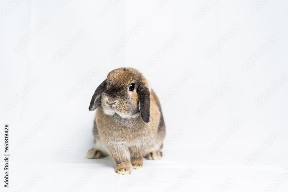 うさぎ うさぎ