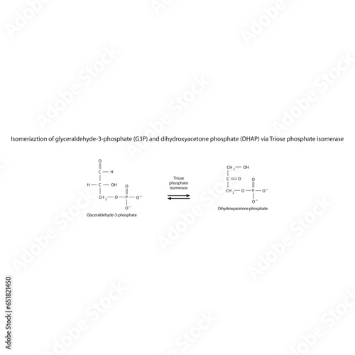 Isomeriaztion of glyceraldehyde-3-phosphate (G3P) and dihydroxyacetone phosphate (DHAP) via Triose phosphate isomerase, molecular skeletal formula diagram on on white background.