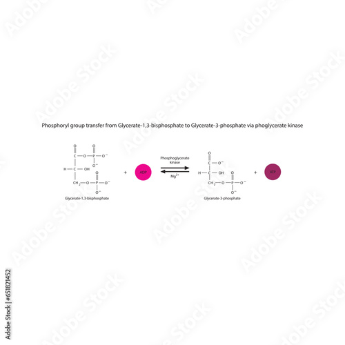 Phosphoryl group transfer from Glycerate-1,3-bisphosphate to Glycerate-3-phosphate via phoglycerate kinase, molecular skeletal formula diagram on on white background.