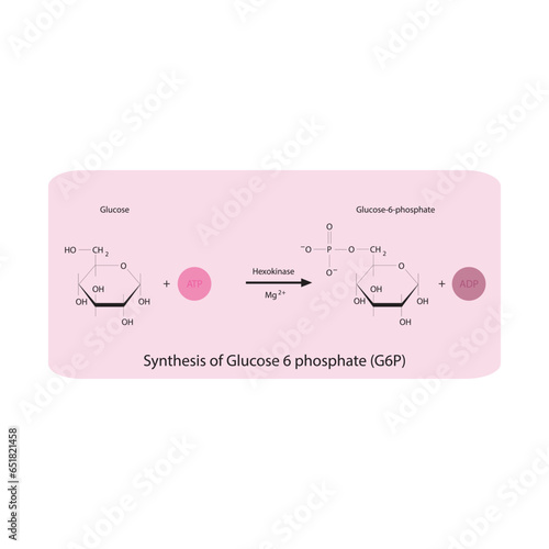 Synthesis of Glucose 6 phosphate (G6P) from glucose via Hexokinase diagram, molecular skeletal structure diagram on on pink background.