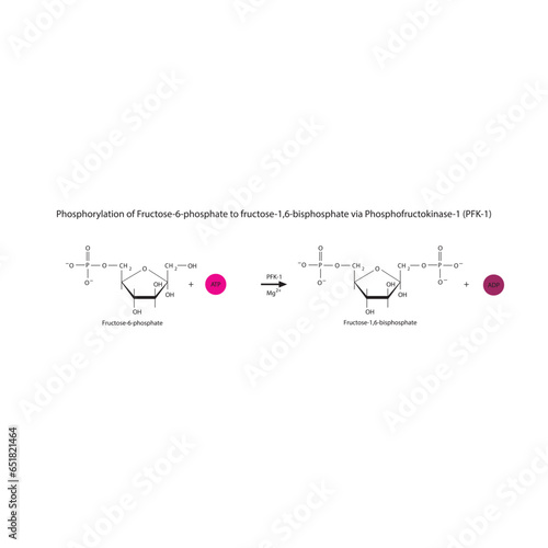 Phosphorylation of Fructose-6-phosphate to fructose-1,6-bisphosphate via Phosphofructokinase-1 (PFK-1) molecular skeletal formula diagram on on white background.