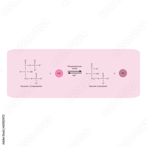 Phosphoryl group transfer from Glycerate-1,3-bisphosphate to Glycerate-3-phosphate via phoglycerate kinase, molecular skeletal formula diagram on on pink background.