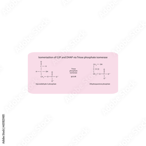 Isomeriaztion of glyceraldehyde-3-phosphate (G3P) and dihydroxyacetone phosphate (DHAP) via Triose phosphate isomerase, molecular skeletal formula diagram on on pink background.