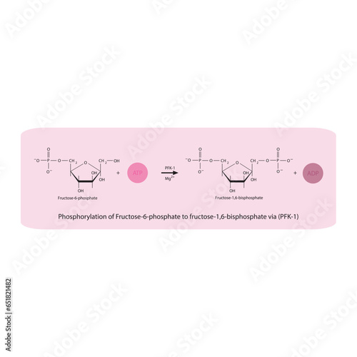 Phosphorylation of Fructose-6-phosphate to fructose-1,6-bisphosphate via Phosphofructokinase-1 (PFK-1) molecular skeletal formula diagram on on pink background.