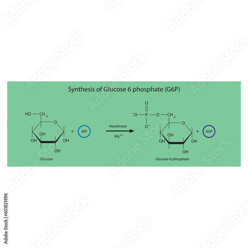 Synthesis of Glucose 6 phosphate (G6P) from glucose via Hexokinase diagram, molecular skeletal structure diagram on on green background.