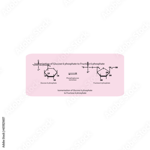 Isomeriaztion of Glucose 6 phosphate to Fructose 6 phosphate via phosphoglucose isomerase, molecular skeletal formula diagram on on pink background.