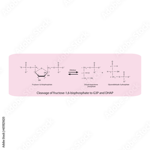 Cleavage of fructose-1,6-bisphosphate to glyceraldehyde-3-phosphate (G-3-P) and dihydroxyacetone phosphate (DHAP) molecular skeletal formula diagram on on pink background.