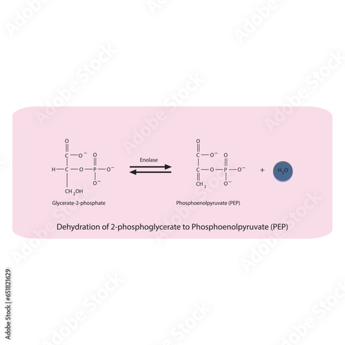 Dehydration of 2-phosphoglycerate to Phosphoenolpyruvate (PEP) via Enolase, molecular skeletal formula diagram on on pink background.