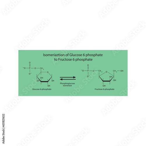 Isomeriaztion of Glucose 6 phosphate to Fructose 6 phosphate via phosphoglucose isomerase, molecular skeletal formula diagram on on green background.