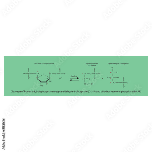 Cleavage of fructose-1,6-bisphosphate to glyceraldehyde-3-phosphate (G-3-P) and dihydroxyacetone phosphate (DHAP) molecular skeletal formula diagram on on green background.