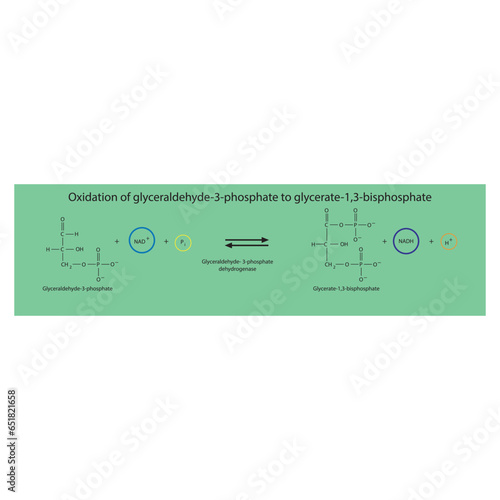 Oxidation of glyceraldehyde-3-phosphate to glycerate-1,3-bisphosphate via glyceraldehyde3-phosphate dehydrogenase, molecular skeletal formula diagram on on green background.