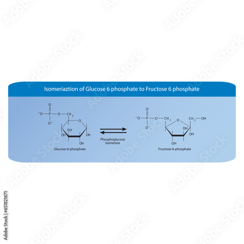 Isomeriaztion of Glucose 6 phosphate to Fructose 6 phosphate via phosphoglucose isomerase, molecular skeletal formula diagram on on blue background.