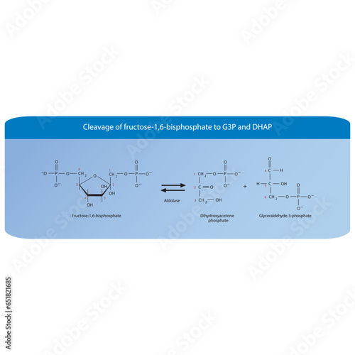 Cleavage of fructose-1,6-bisphosphate to glyceraldehyde-3-phosphate (G-3-P) and dihydroxyacetone phosphate (DHAP) molecular skeletal formula diagram on on blue background.
