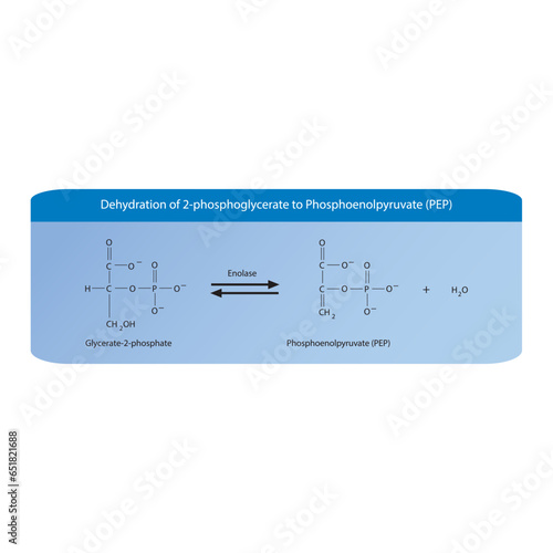Dehydration of 2-phosphoglycerate to Phosphoenolpyruvate (PEP) via Enolase, molecular skeletal formula diagram on on blue background.