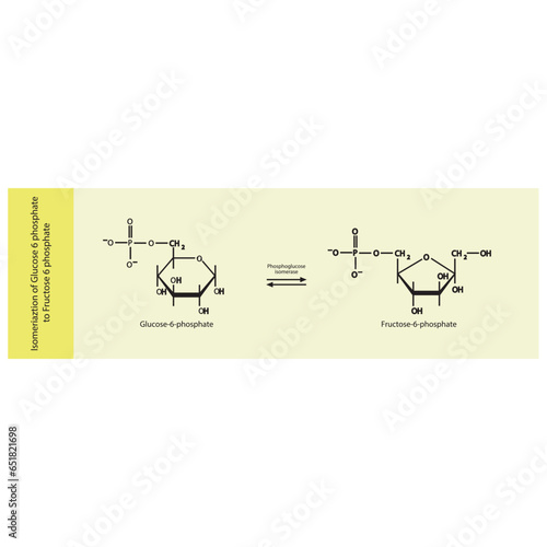 Isomeriaztion of Glucose 6 phosphate to Fructose 6 phosphate via phosphoglucose isomerase, molecular skeletal formula diagram on on yellow background.