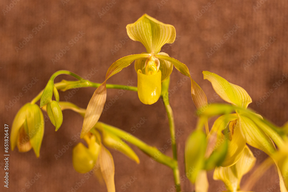 Fototapeta premium Close up of Orchid Paphiopedilum crossianum